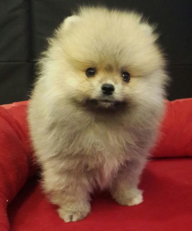 PomeranianBoo BooDog Yavru köpek